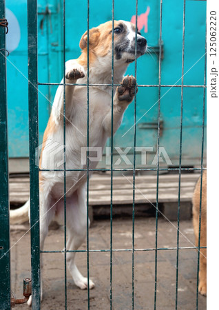 Dog in animal shelter. Homeless sad dog in a cage. Dog in animal shelter. Homeless sad dog in a cage. 125062220