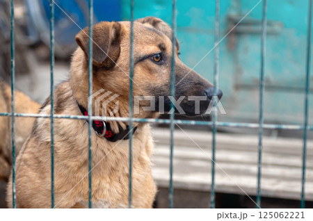 Dog in animal shelter. Homeless sad dog in a cage. Dog in animal shelter. Homeless sad dog in a cage. 125062221