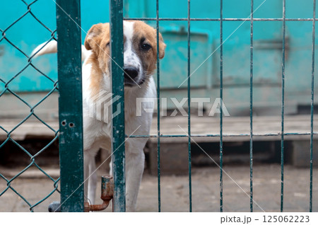 Dog in animal shelter. Homeless sad dog in a cage. 125062223