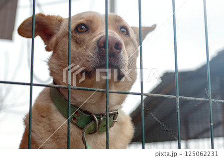 Dog in animal shelter. Homeless sad dog in a cage. 125062231