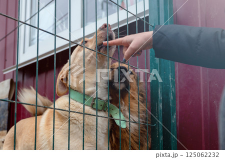 Dog in animal shelter. Homeless sad dog in a cage. Dog in animal shelter. Homeless sad dog in a cage. 125062232