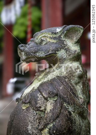 お金が貯まる秩父聖神社の山犬型の狛犬 お金が貯まる秩父聖神社の山犬型の狛犬 125062345