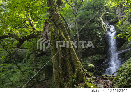 奥秩父の神秘的な大除沢の不動滝とトチノキの大木 125062362