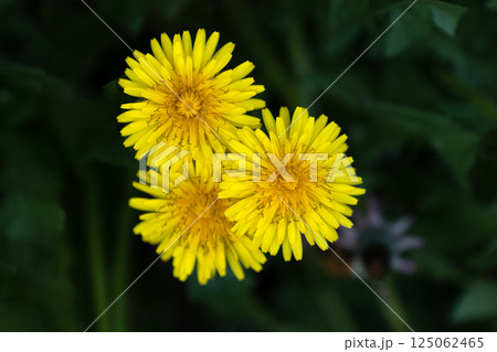 春の野原のタンポポと陽光 125062465