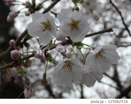 お天気はくもりでもしっかり開花する桜 お天気はくもりでもしっかり開花する桜 125062518