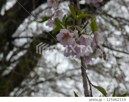 曇りの日に撮った桜　でもまだ咲き始めたばかり 125062519