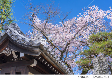 本門佛立宗　宥清寺　山門と満開の桜 125062603