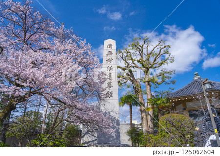本門佛立宗 宥清寺 百万霊会供養塔と満開の桜 本門佛立宗 宥清寺 百万霊会供養塔と満開の桜 125062604