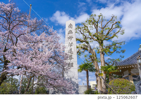 本門佛立宗　宥清寺　百万霊会供養塔と満開の桜 125062607