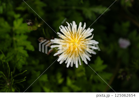 春の野原の白いタンポポ 125062654
