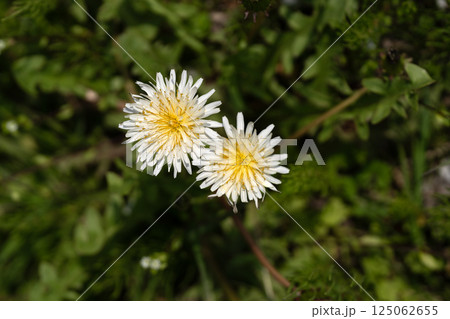 春の野原の白いタンポポ 125062655