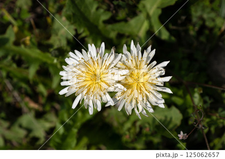 春の野原の白いタンポポ 125062657