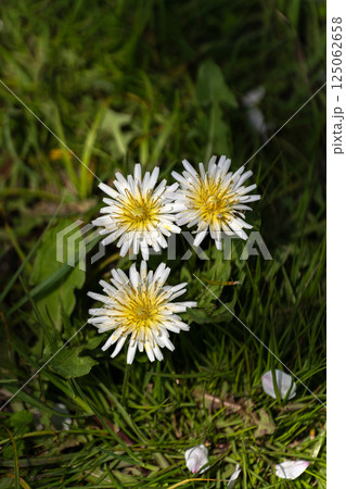 春の野原の白いタンポポ 125062658