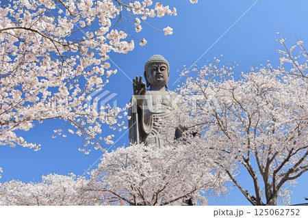 満開の桜に囲まれた牛久大仏 125062752