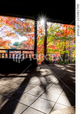 殿ヶ谷戸庭園 紅葉 125062766