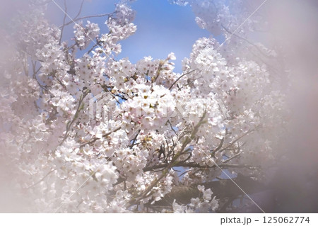 春の花　桜　福井城址　ソメイヨシノ 125062774