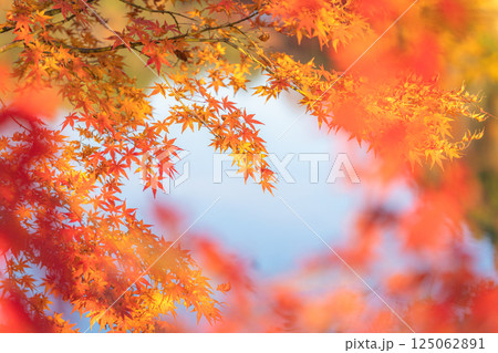 亀山湖 秋 紅葉 125062891