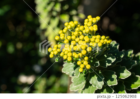 イソギク 磯菊 いそぎく 125062908