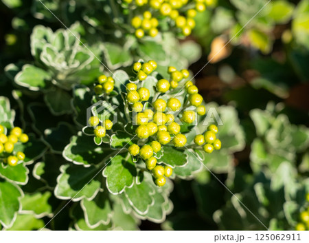 イソギク 磯菊 いそぎく 125062911