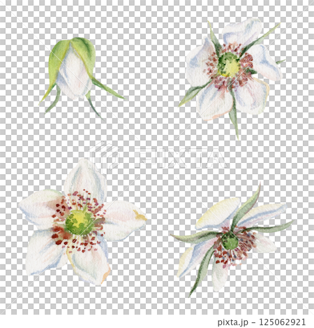 Early spring flower buds, cherry sakura apple blossom, hand drawn in watercolor anemone primrose daisy, tree bush berry plant. Single object isolated illustration. Wedding florist shop, scrapbooking. 125062921