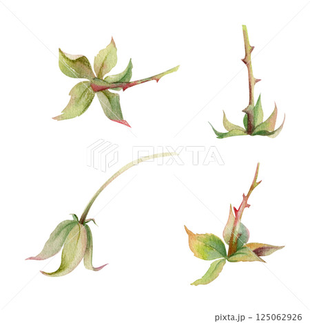 Raspberry fruit receptacle seed pod torus cluster petals leaves on stem, hand drawn in watercolor, forest cloudberry dewberry boysenberry mulberry loganberry. Botanical isolated element illustration 125062926