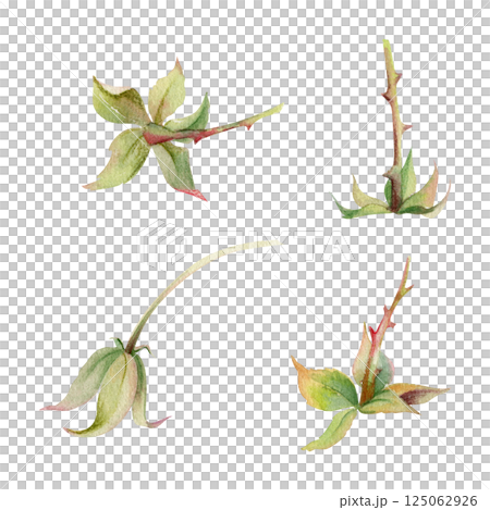 Raspberry fruit receptacle seed pod torus cluster petals leaves on stem, hand drawn in watercolor, forest cloudberry dewberry boysenberry mulberry loganberry. Botanical isolated element illustration 125062926