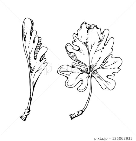 Green leaves of flower, bush tree plant foliage hand drawn in vector ink. Gooseberry oak currant sycamore poplar. Isolated botanical illustration. Wedding florist, scrapbooking decoupage, cosmetics 125062933