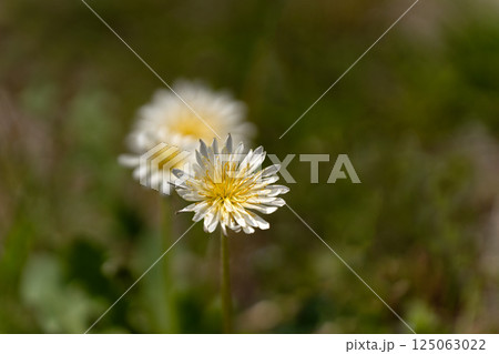 春の野原の白いタンポポ 125063022