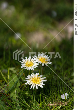 春の野原の白いタンポポ 春の野原の白いタンポポ 125063025