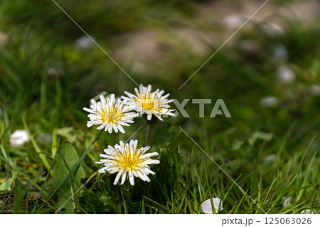 春の野原の白いタンポポ 春の野原の白いタンポポ 125063026