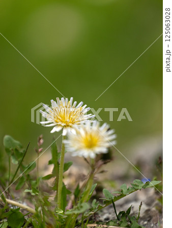 春の野原の白いタンポポ 125063028