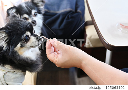 人も食べれる手作ジャーキーを食べる愛犬　チワワ 125063102