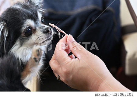 人も食べれる手作ジャーキーを食べる愛犬　チワワ 125063103
