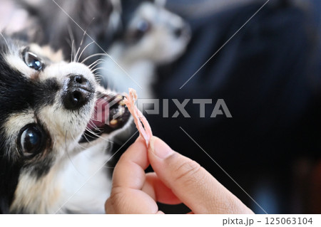 人も食べれる手作ジャーキーを食べる愛犬 チワワ 人も食べれる手作ジャーキーを食べる愛犬 チワワ 125063104