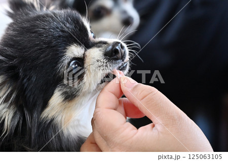 人も食べれる手作ジャーキーを食べる愛犬　チワワ 125063105