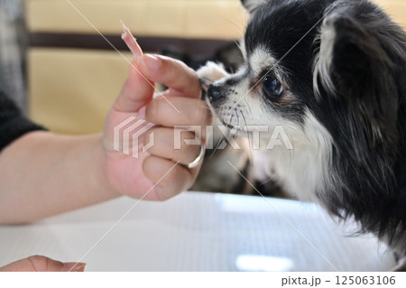 人も食べれる手作ジャーキーを食べる愛犬 チワワ 人も食べれる手作ジャーキーを食べる愛犬 チワワ 125063106