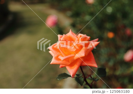 荒尾市　おもやい市民花壇　バラの花、 125063180