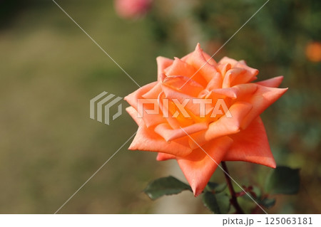 荒尾市　おもやい市民花壇　バラの花、 125063181