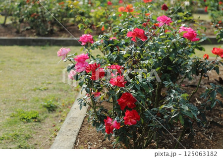 荒尾市　おもやい市民花壇　バラの花、 125063182