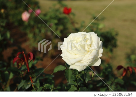 荒尾市　おもやい市民花壇　バラの花、 125063184