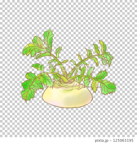 再生種植蘿蔔的插圖(水彩畫) 再生種植蘿蔔的插圖(水彩畫) 125063195
