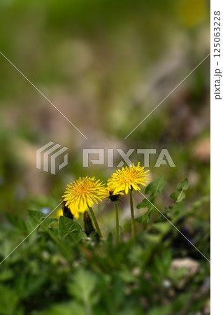 春の野原のタンポポと陽光 春の野原のタンポポと陽光 125063228