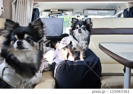 愛犬とキャンピングカー旅行　チワワ 125063361