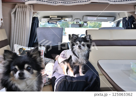 愛犬とキャンピングカー旅行 チワワ 愛犬とキャンピングカー旅行 チワワ 125063362