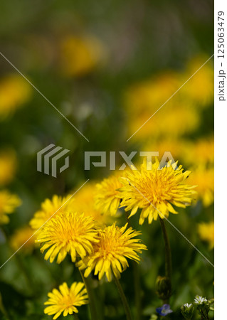 春の野原に群生するタンポポの花たち 春の野原に群生するタンポポの花たち 125063479