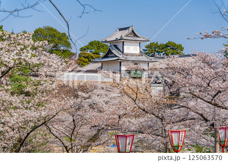（石川県）金沢城　桜満開の石川門・石川櫓　朝 125063570
