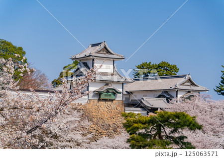 （石川県）金沢城　桜満開の石川門・石川櫓　朝 125063571