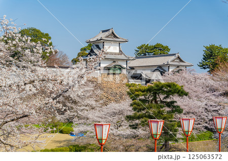 （石川県）金沢城　桜満開の石川門・石川櫓　朝 125063572