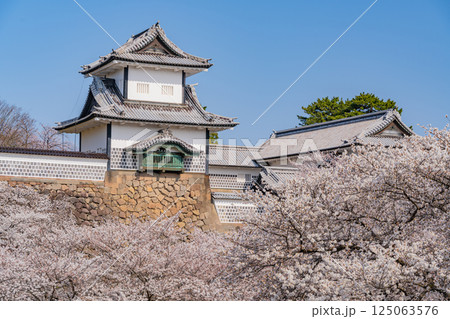 （石川県）金沢城　桜満開の石川門・石川櫓　朝 125063576