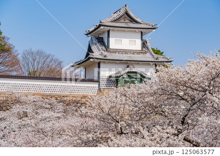 （石川県）金沢城　桜満開の石川門・石川櫓　朝 125063577